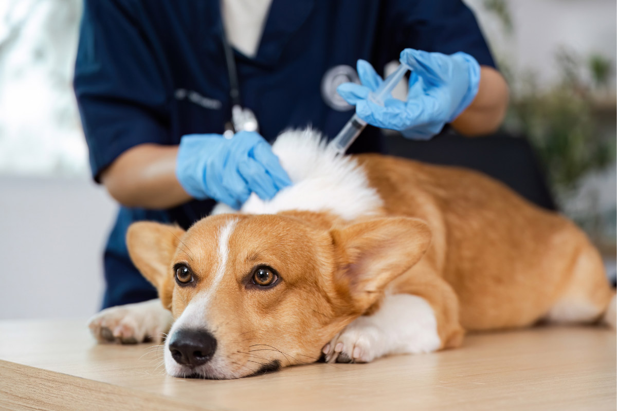Veterinary team examining a bulldog